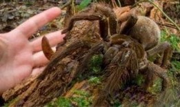 巨型蜘蛛,揭秘神秘生物的奥秘与挑战