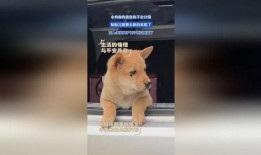 反骨小狗求贴贴,反骨小狗的甜蜜求贴贴之旅