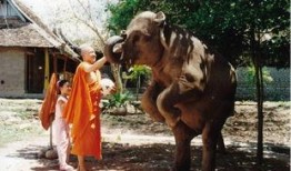 小象西娜,森林里的奇妙冒险之旅